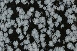 Polished Snowflake Obsidian Section - Utah #117759-1